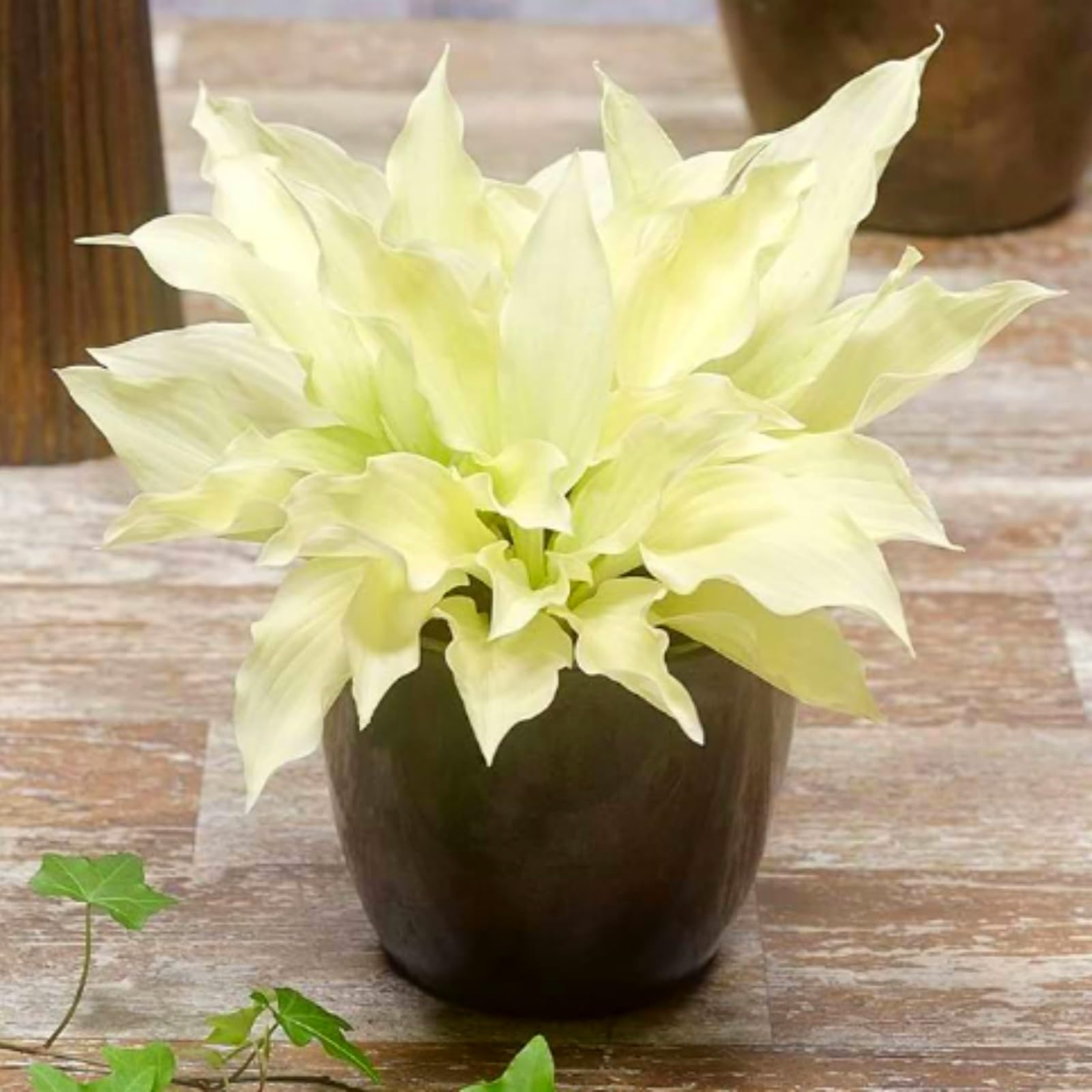 Eine winterharte, mehrjährige Hosta mit seltenen Farben, eine elegante Gartendekoration, geeignet für drinnen und draußen-10 Wurzel-C