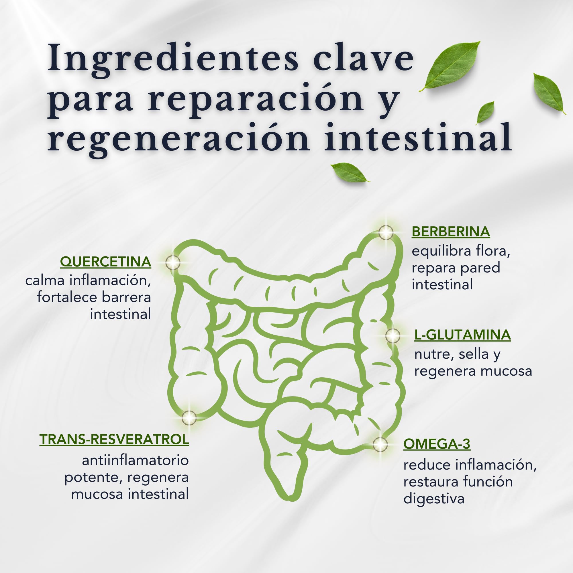 Gestión Avanzada de la Salud Intestinal – Probióticos, Omega-3 TG, L-Glutamina, Berberina, Quercetina y Trans-Resveratrol – Sin OMG | Sinergia excepcional para microbiota y barrera intestinal