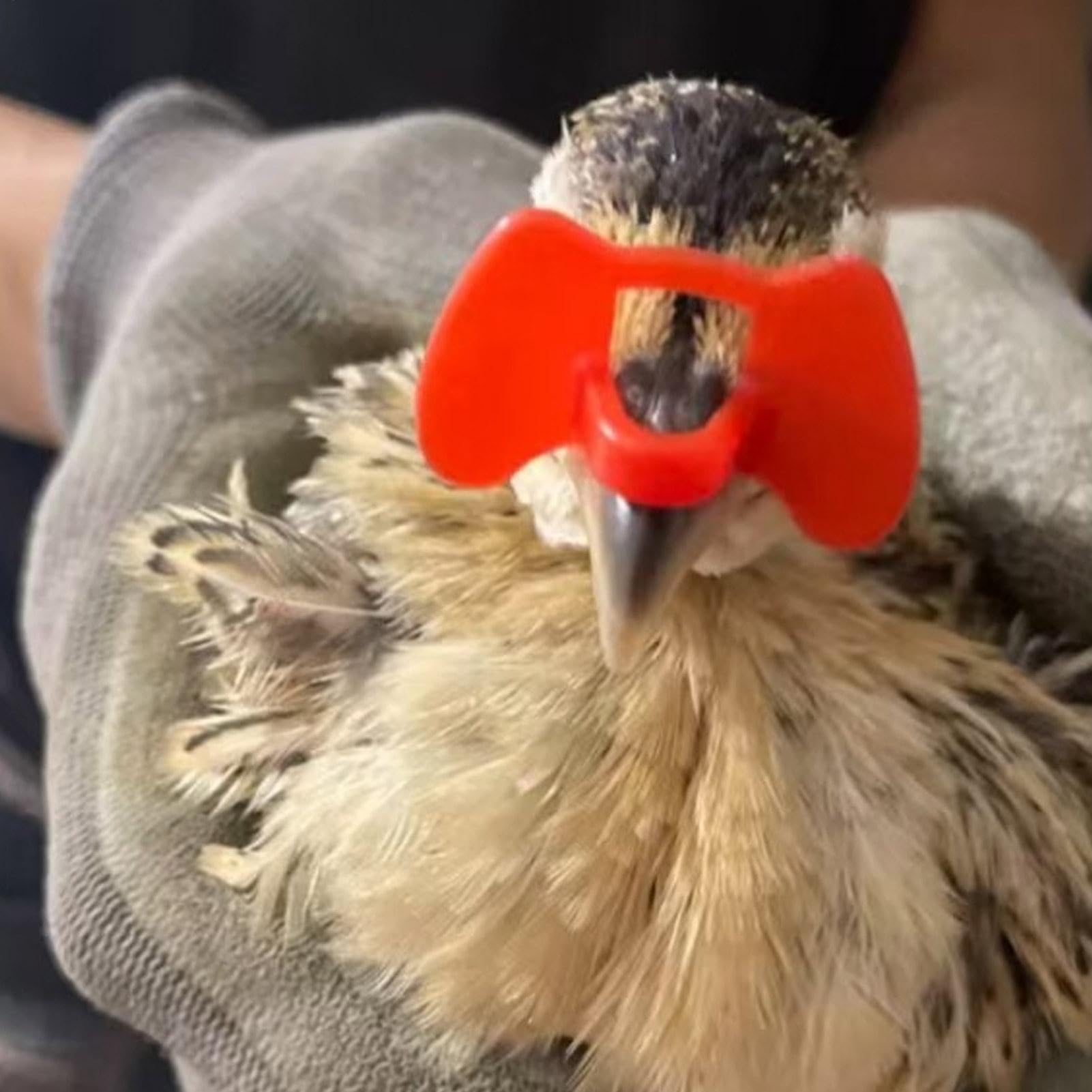 Chicken Eye Blinders – Lunettes anti-picage de poulet | Lunettes anti-picage de faisan | Lunettes de prévention de la volaille avec pince pour poule de coq