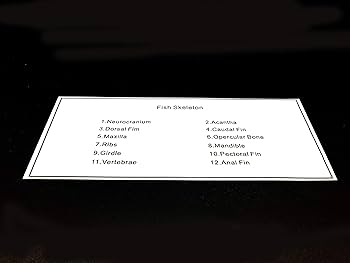 古い魚の標本 Amazon.co.jp: 魚スケルトン標本 文鎮 科学教室の標本科学教育