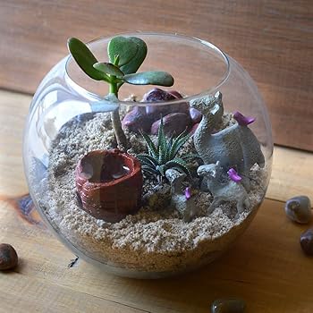 desert terrarium kit