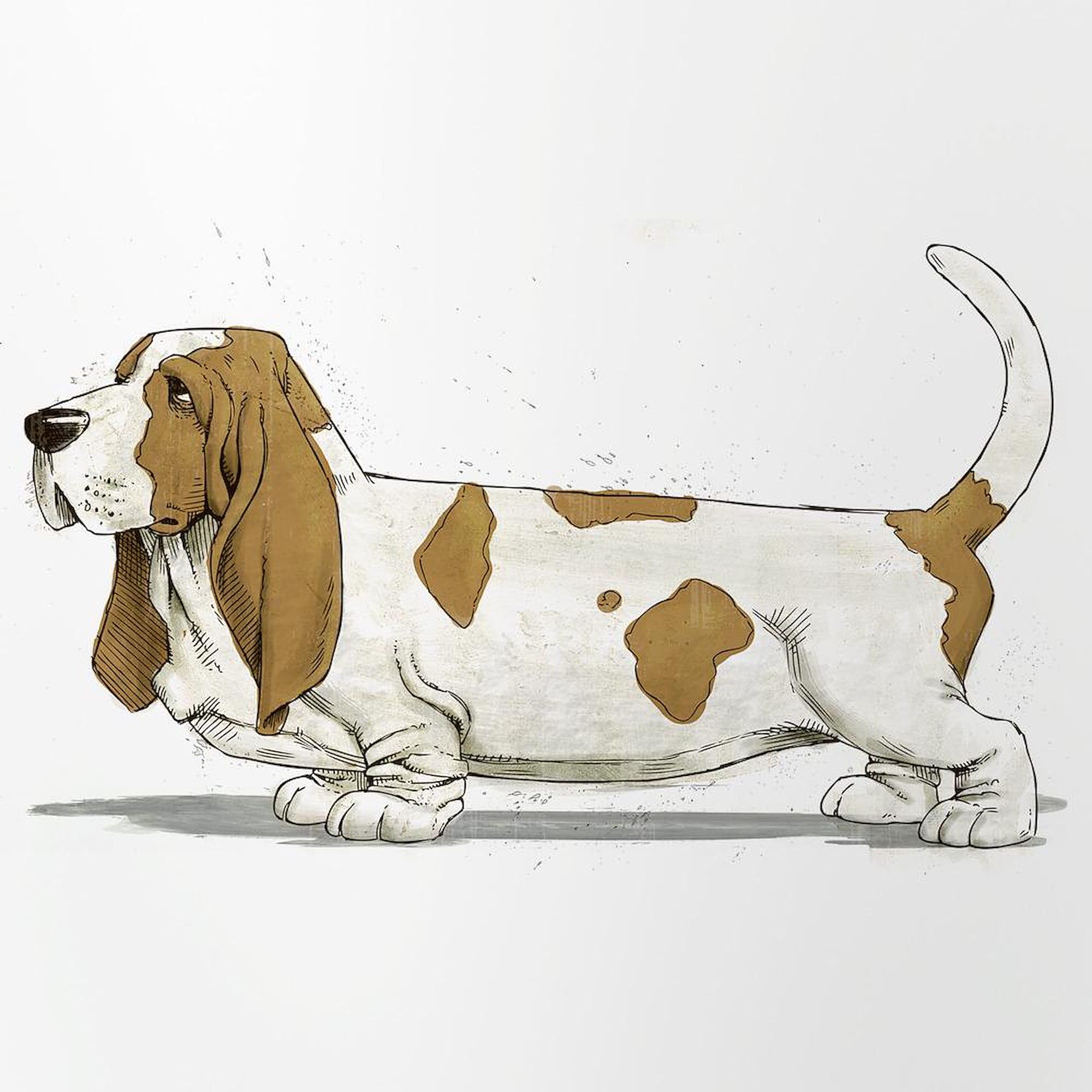 CafePress Basset Hound Pint Glass, 16 oz. Drinking Glass