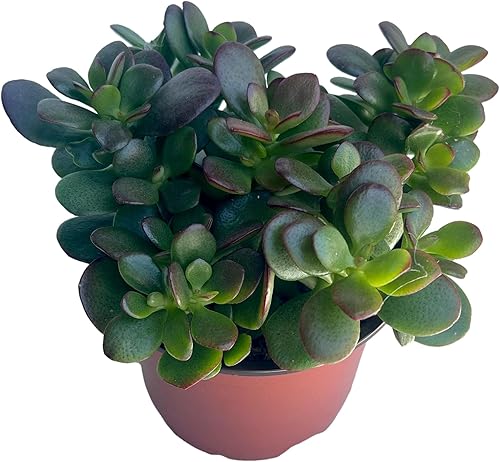 Miniatura 2 de Planta de jade – Crassula – Fácil de cultivar – Difícil de matar – Cactus – Maceta de 4 pulgadas – Suculenta viva – Planta suculenta viva, plantas
