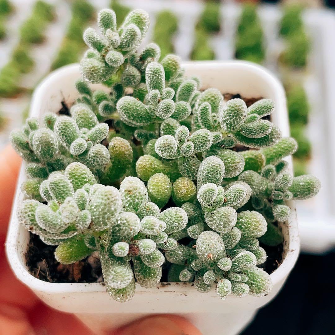 Amazon.co.jp: ドロサンテマム アイスクリスタル 氷晶 抜き苗 多肉植物