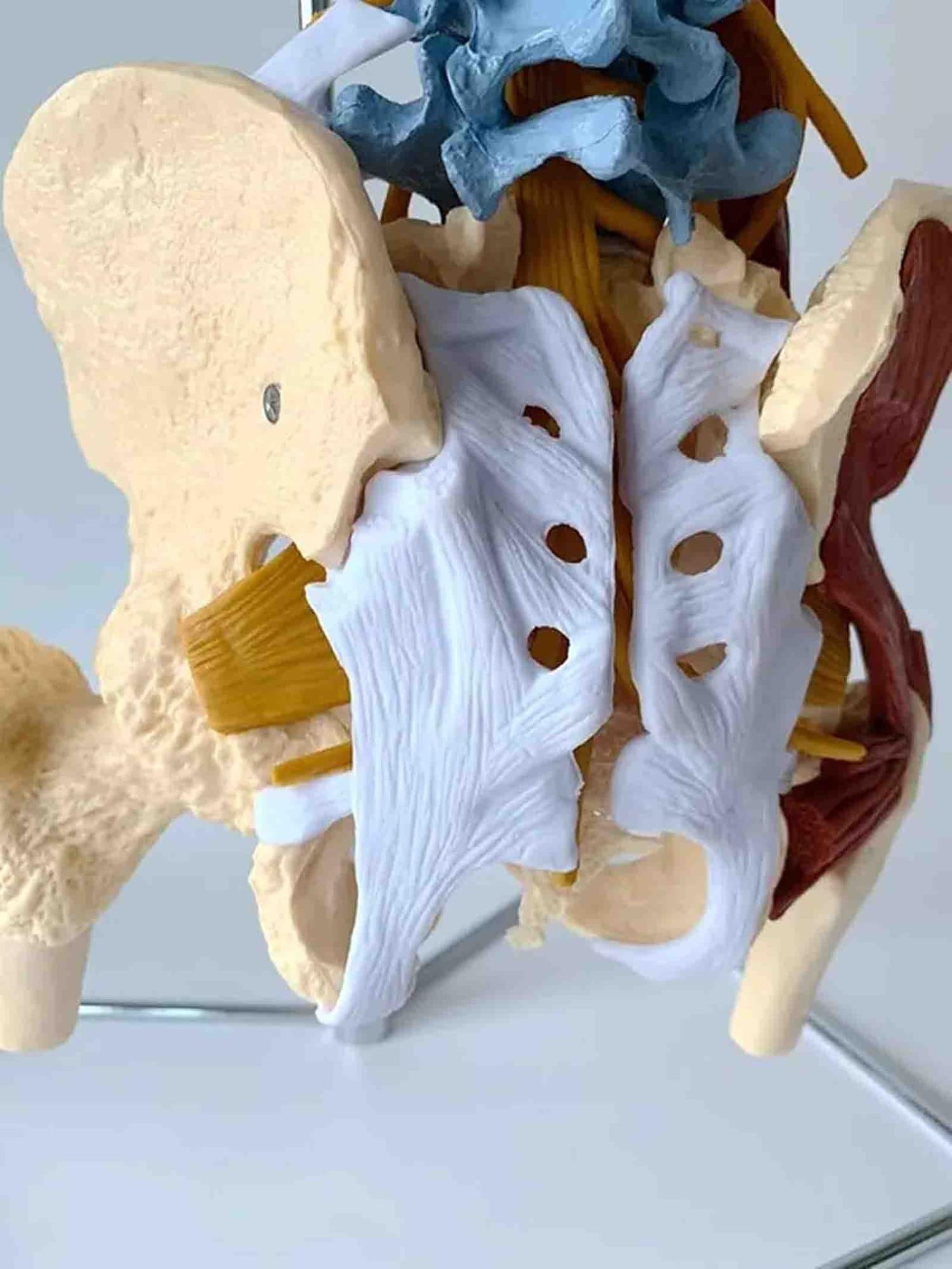 Modelo anatómico de la columna vertebral de 85 cm, con codificación | With Herniated Disk Nerves Arteries Pelvis and Muscle for Medical Teaching
