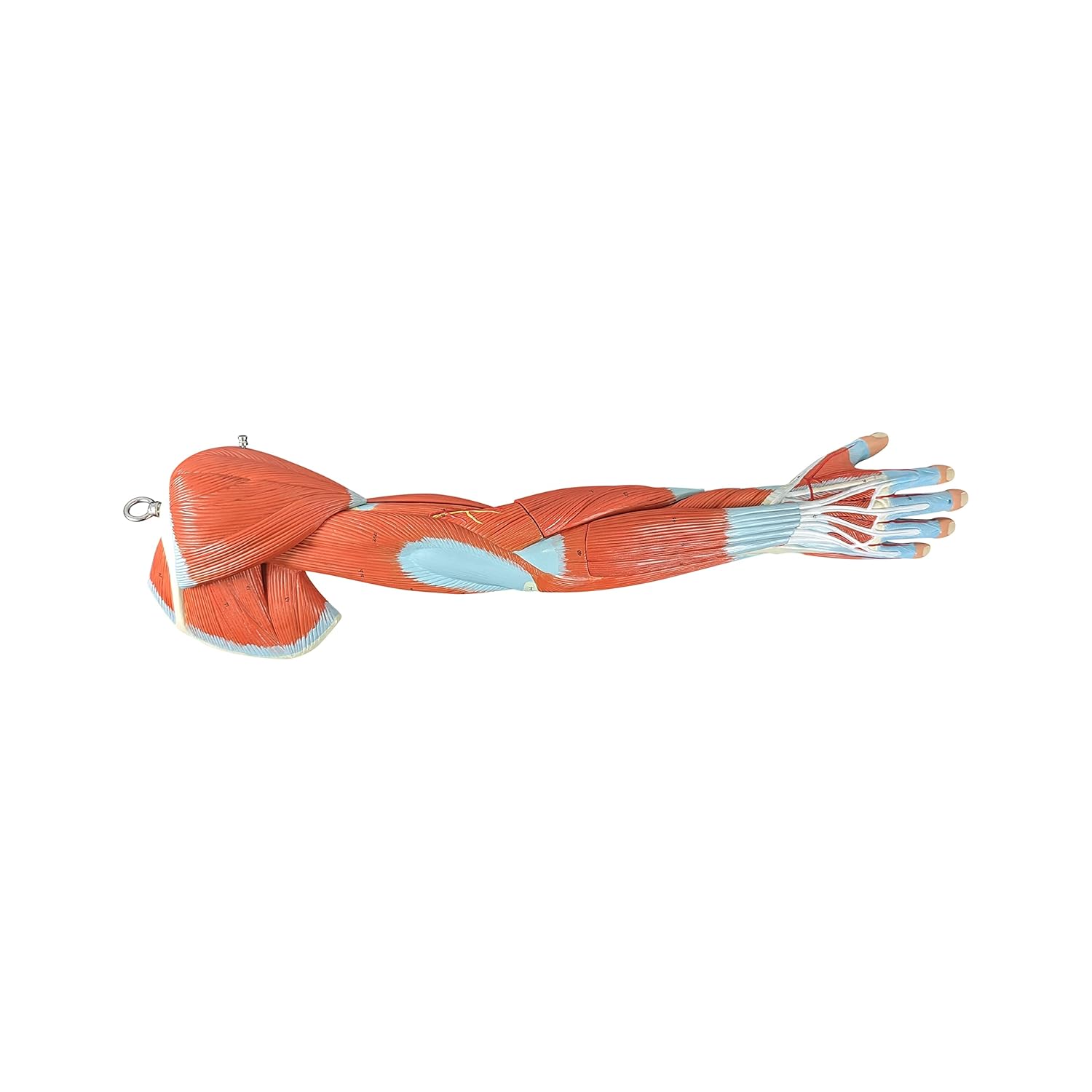 Axis Scientific Premium Life-Size Muscled Arm Anatomy Model — 8-Part Detachable Upper Limb with Stand — Detailed Muscular, Skeletal & Nervous System for Education & Teaching - Includes User Manual