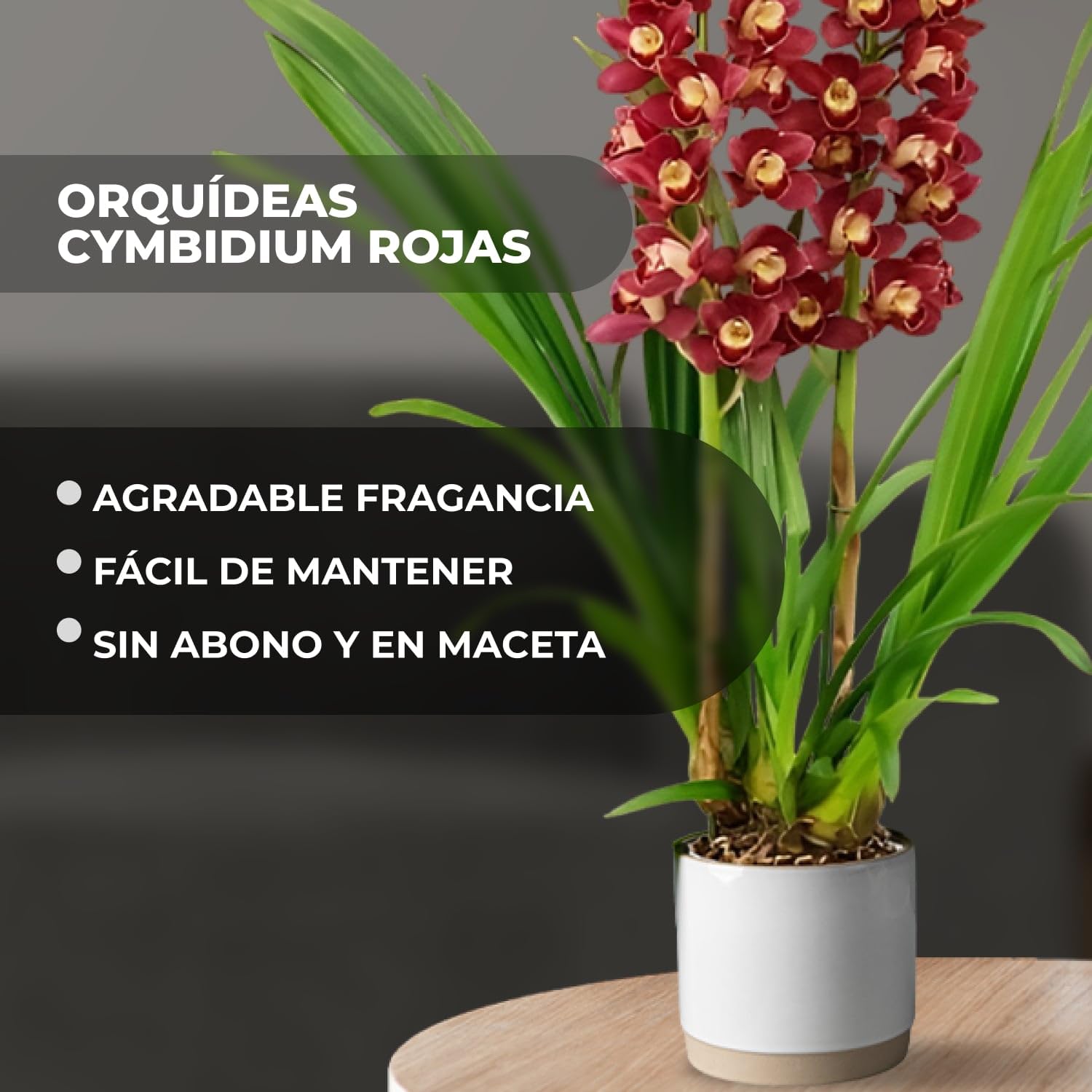 Orquídeas Cymbidium rojas, 1 planta grande de interior de Holanda, de 60-70 cm de altura, en maceta de 14 cm, con flores y fragancia