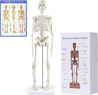 NLShan Human Skeleton Model for Anatomy,17" Mini Scientific Anatomical Human Skelton Model with Movable Arms and Legs for Study Basic Details of Human Skeletal System