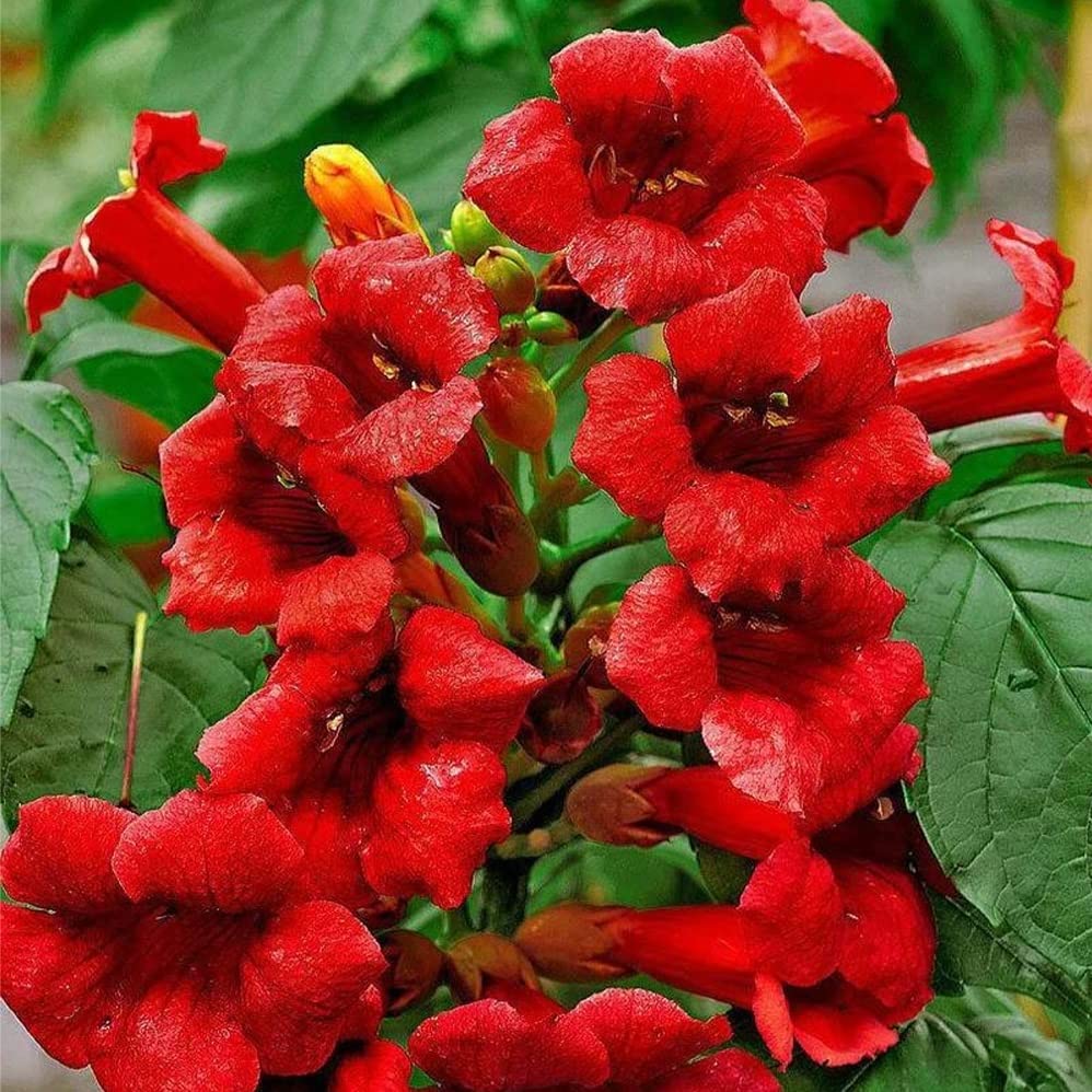Hummingbird Trumpet Vine 1-2 Ft Plant - Perennial, Fast Growing and Beautiful Trumpet Plant | Low Maintenance and Easy to Grow (1 Pack)