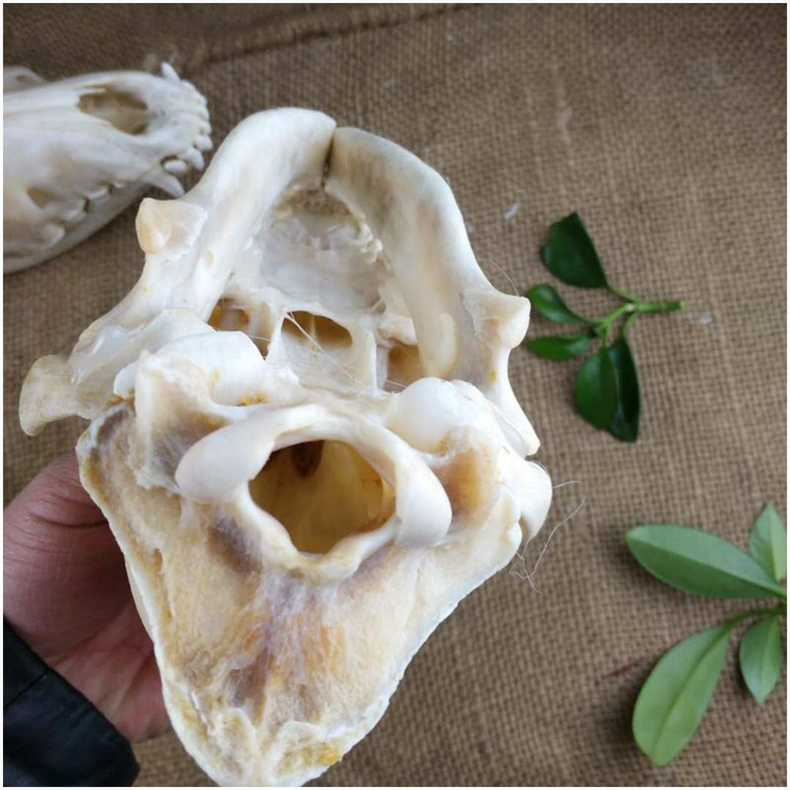 Próbka Czaszki Psa - Model Czaszki Psa - Model Czaszki Zwierzęcia Model Anatomii Czaszki Psa - Materiał Pvc Model Szkieletu Czaszki Psa - Do Nauki Weterynarii, Kolekcja S
