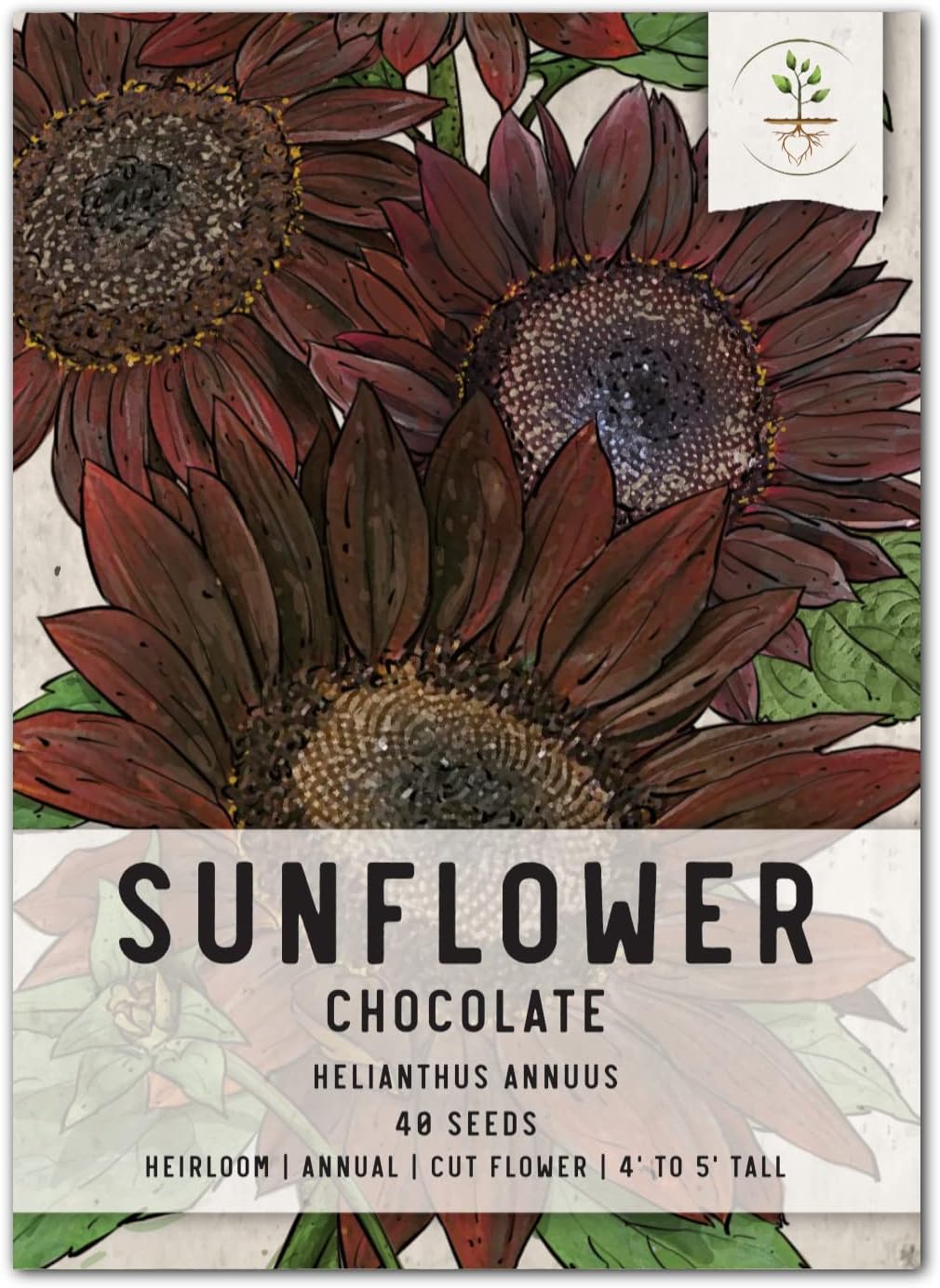 Seed Needs, Chocolate Sunflower Seeds for Planting (Helianthus annuus) Single Package of 40 Seeds - Heirloom & Open Pollinated