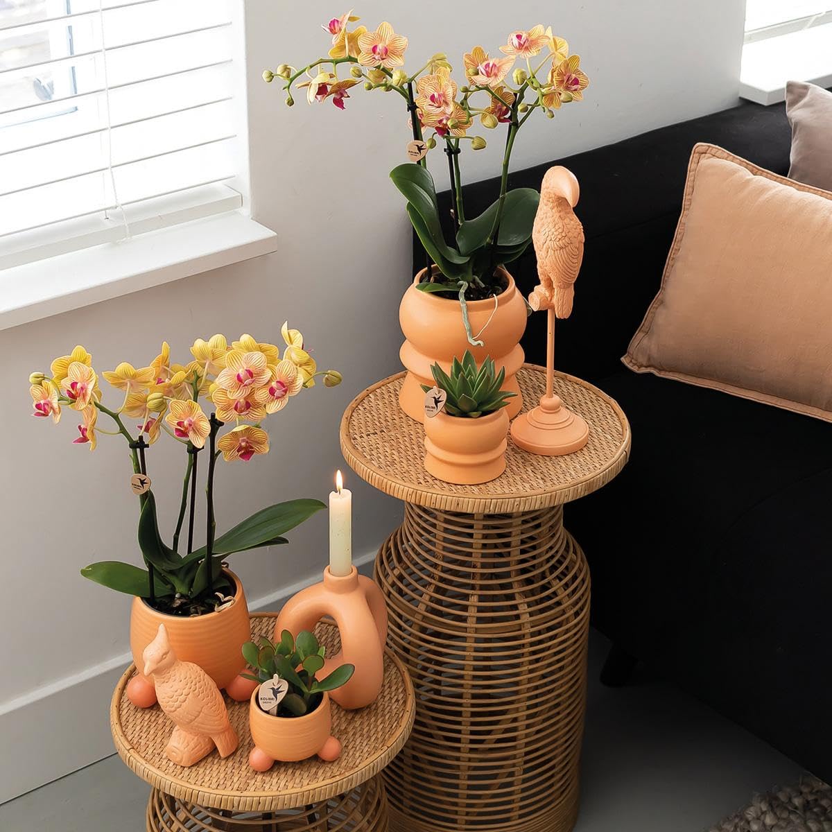 Kolibri Orchidées | Orchidée Phalaenopsis orange - Jamaïque + Happy Face Pot décoratif Peach - Taille du pot Ø 9 cm - 40 cm de haut | Plante d'intérieur à fleurs dans un pot de fleurs - Frais du