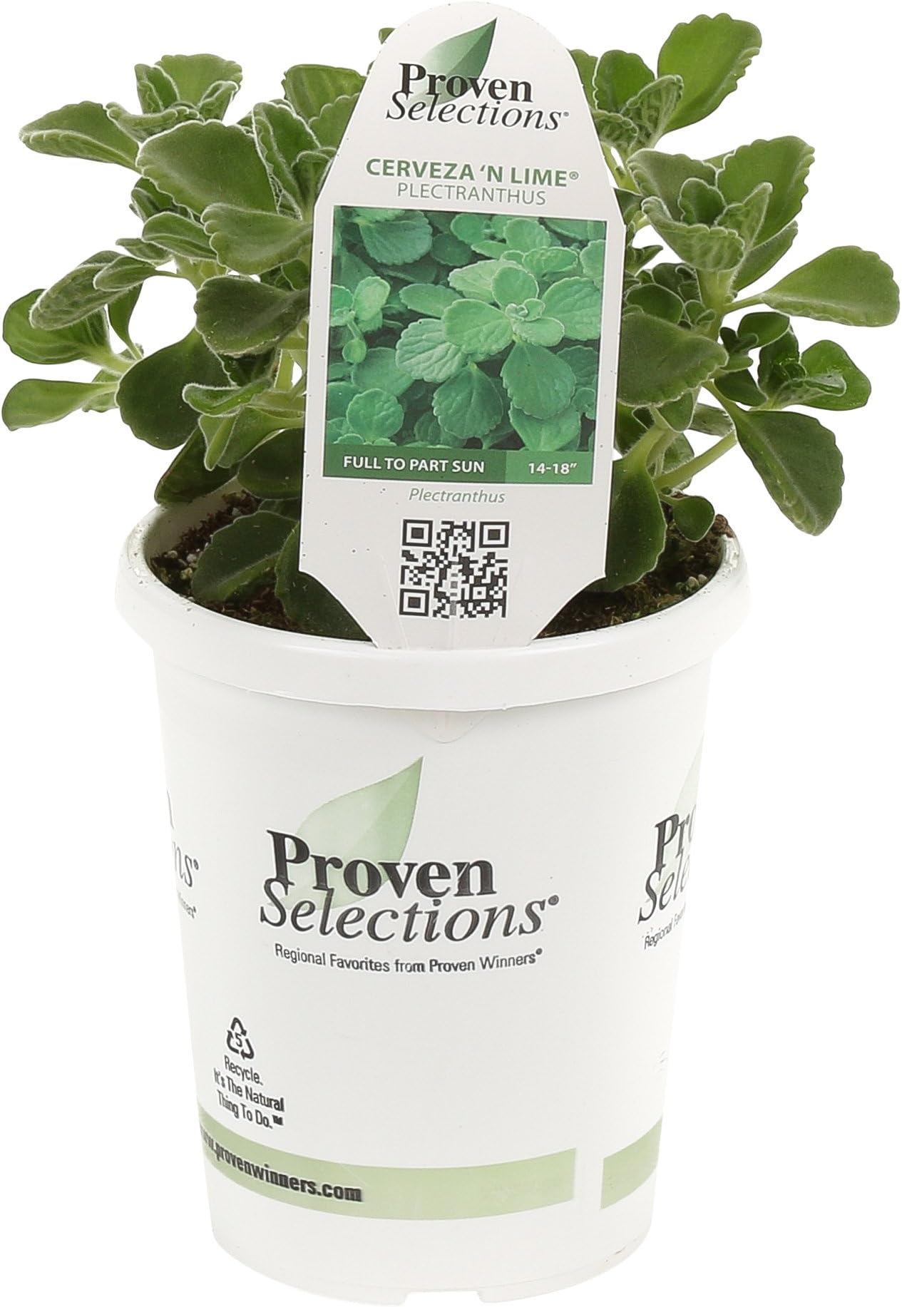 Proven Selections Cerveza 'n Lime (Plectranthus) Live Plant, Green Foliage, 4.25 in. Grande, 4-pack