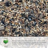 Vista 5 de Seed Needs, Royal Chantenay - Semillas de zanahoria para plantar (Daucus carota) Paquete individual de 800 semillas, reliquia, sin OMG y sin tratar