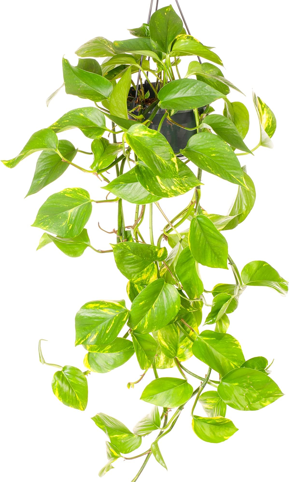 1 x GardenersDream Epipremnum Aureum Plant - Live Devil's Ivy Indoor Trailing Plants - Decorative Hanging Indoor Plants for Home and Office - Gifts for Plant Lovers (15cm Hanging Basket Included)