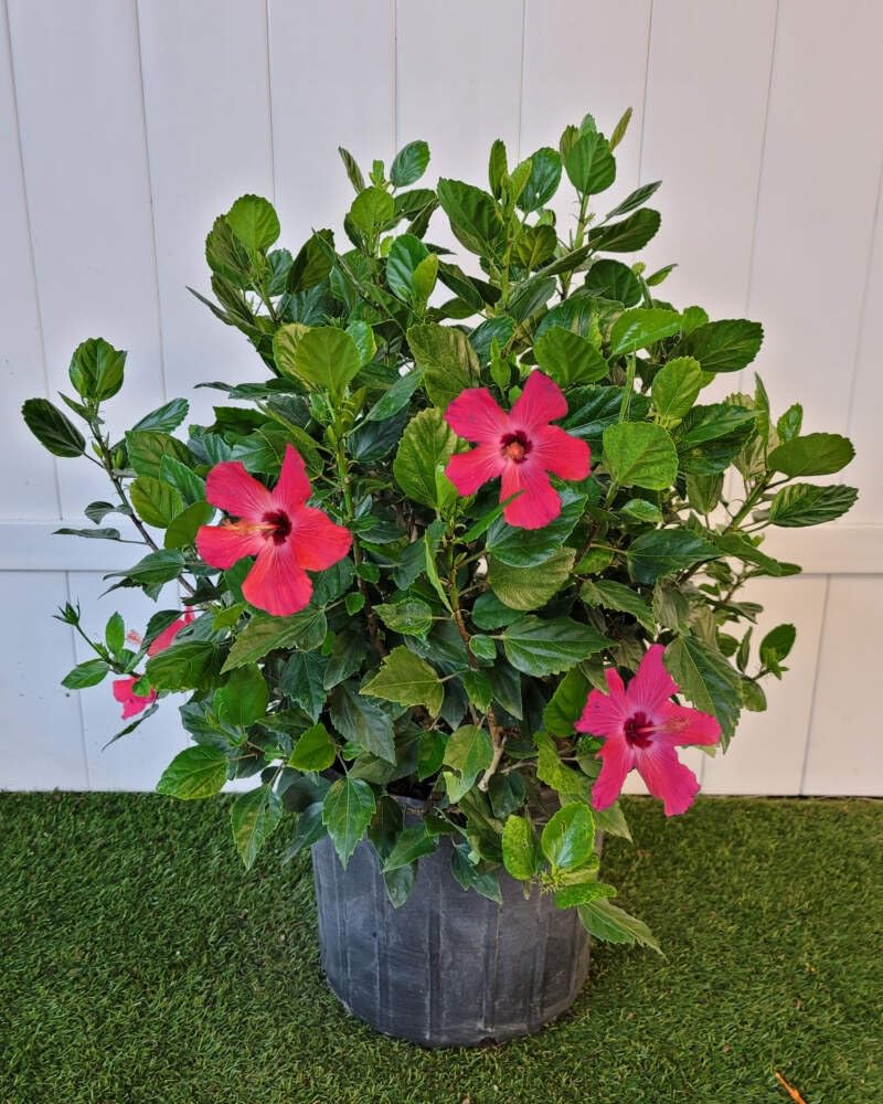 The Gifti ® Pink Laxmi Hibiscus Flower Plant, Laxmi/Lakshmi Jaba Flower Rosemallow Gudhal Flower Live Plant (B0CPLRX3GG) Amazon Price History, Amazon Price Tracker