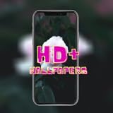 4K Rose Flower Wallpapers Floral Background