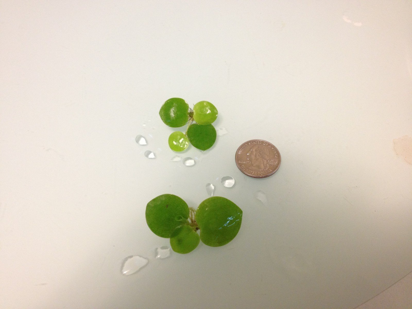 G'z Amazon Frogbit
