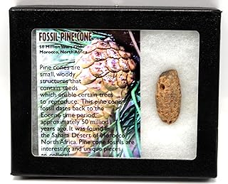 Pine Cone Fossil w/Display Box & COA 16780