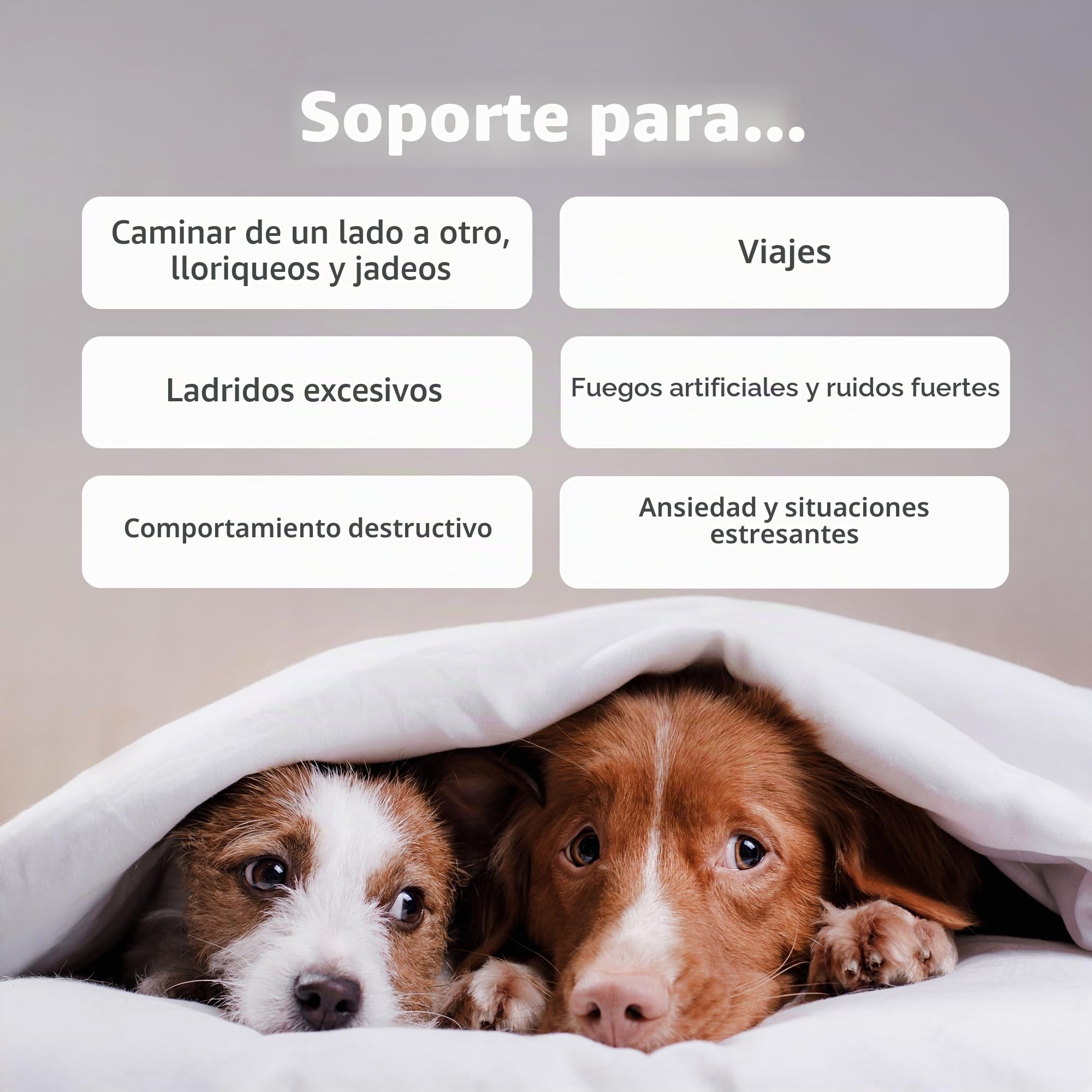 Suplemento calmante Zesty Paws para Perros | Alivio de ansiedad | Relajación y Estrés | Ashwagandha, Té Verde y L-Triptófano | Tabletas calmantes para Perros | 90 Piezas