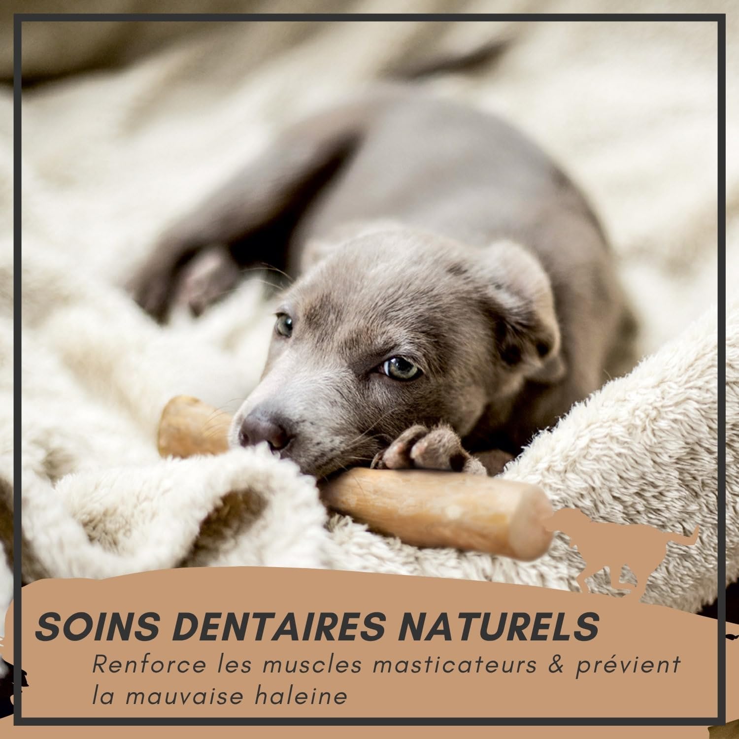 Supravit Os à Naturel en Bois de café pour Chiots XS | Plus qu'un bâton – Jouet à mâcher passionnant pour Chiot & activité Durable | Bâton à mâcher en Bois pour Chiots