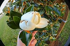 Review Image by Frank Escamilla Frank Escamilla