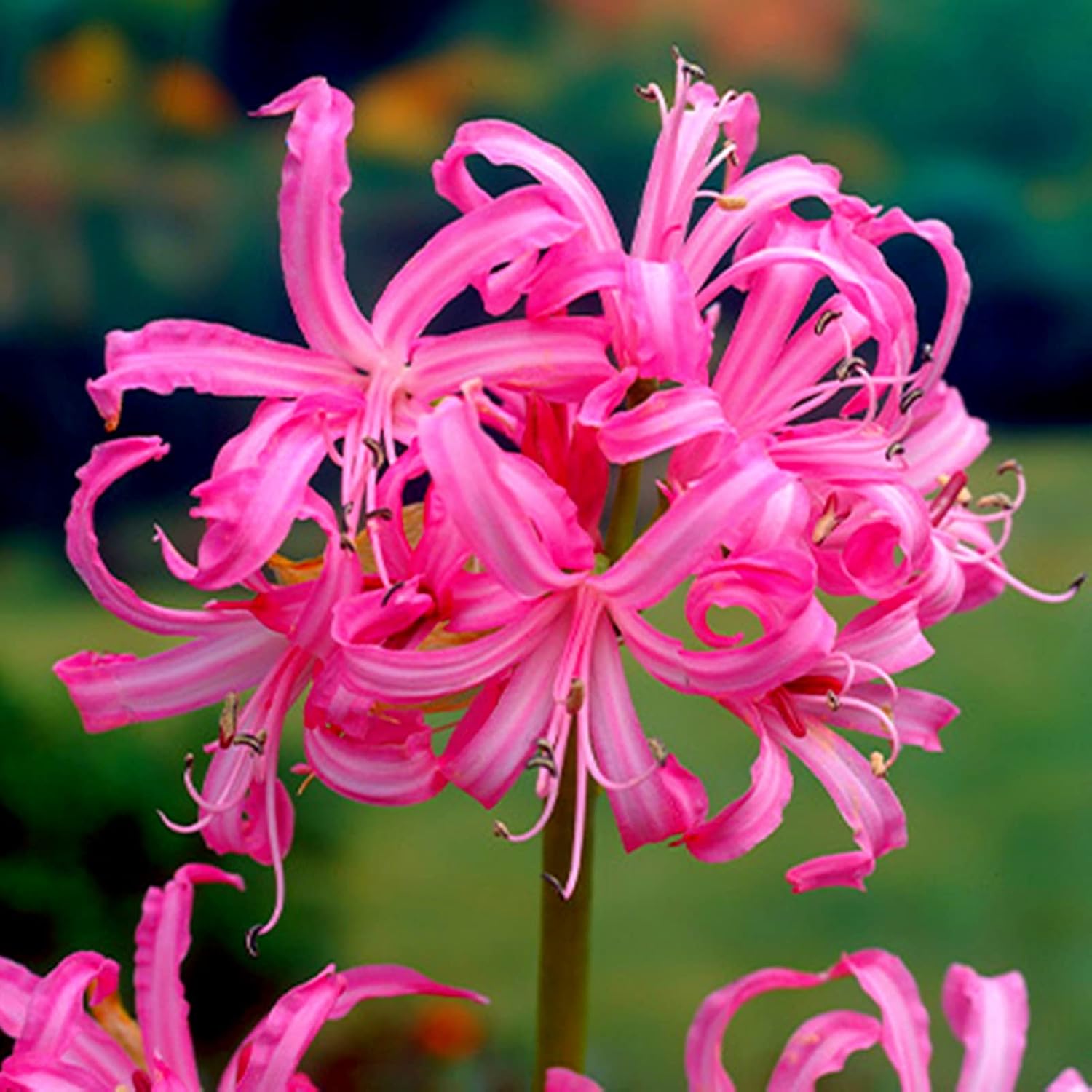 ガーデニングの宝物 ヒガンバナ属の球根 スパイダーリリー ユニークな花 5 球根 ピンク Adonis