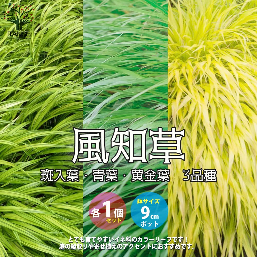 Amazon.co.jp: ITANSE 風知草(フウチソウ) 9cmポット 3品種