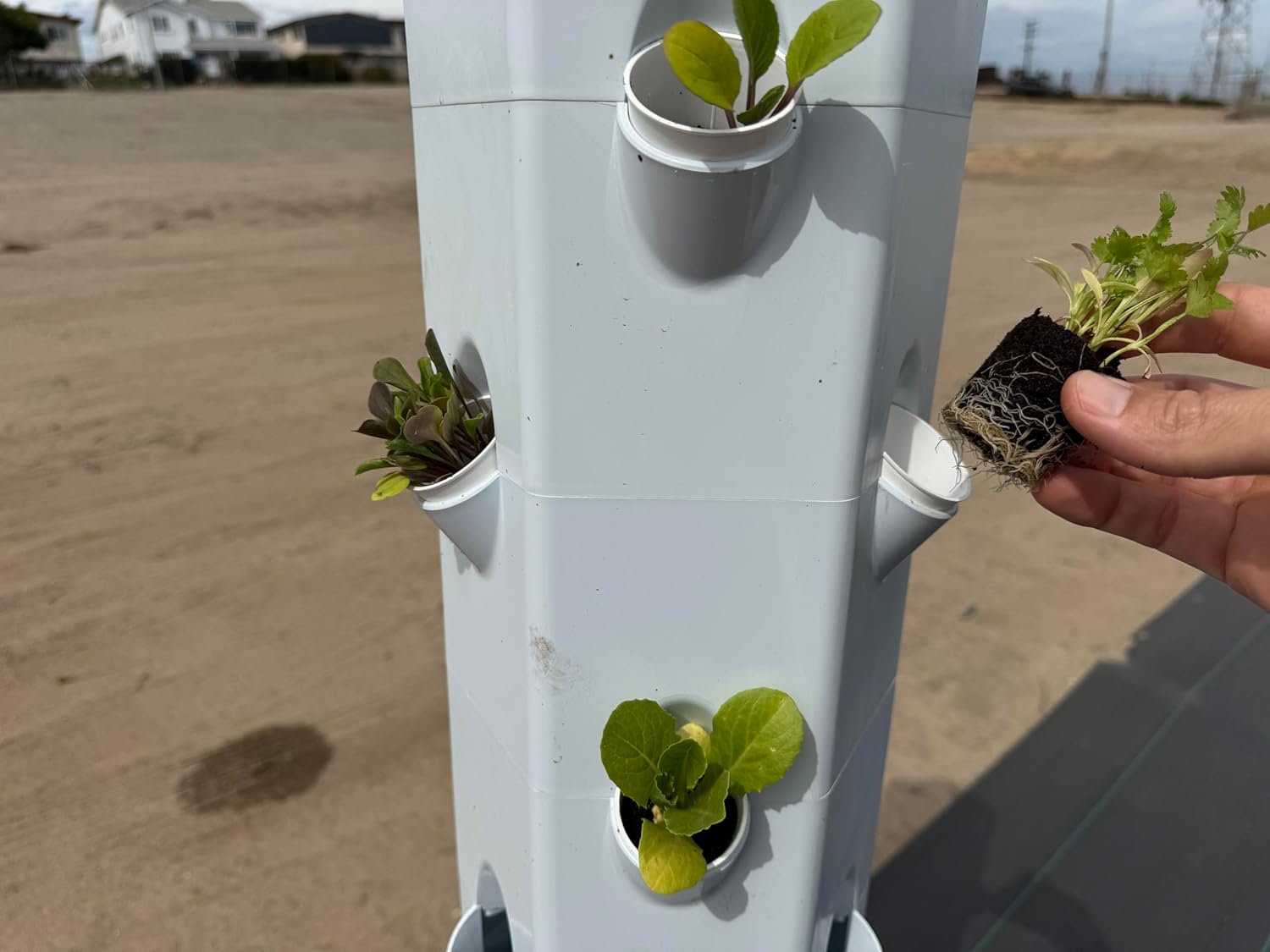 Cilantro Seedlings: Ready-to-Plant, Starts, Starters, Plugs, Garden Ready, Live Plants, Transplants, Pre-Sprouted, Soil & Hydroponic Gardens (6 seedlings)