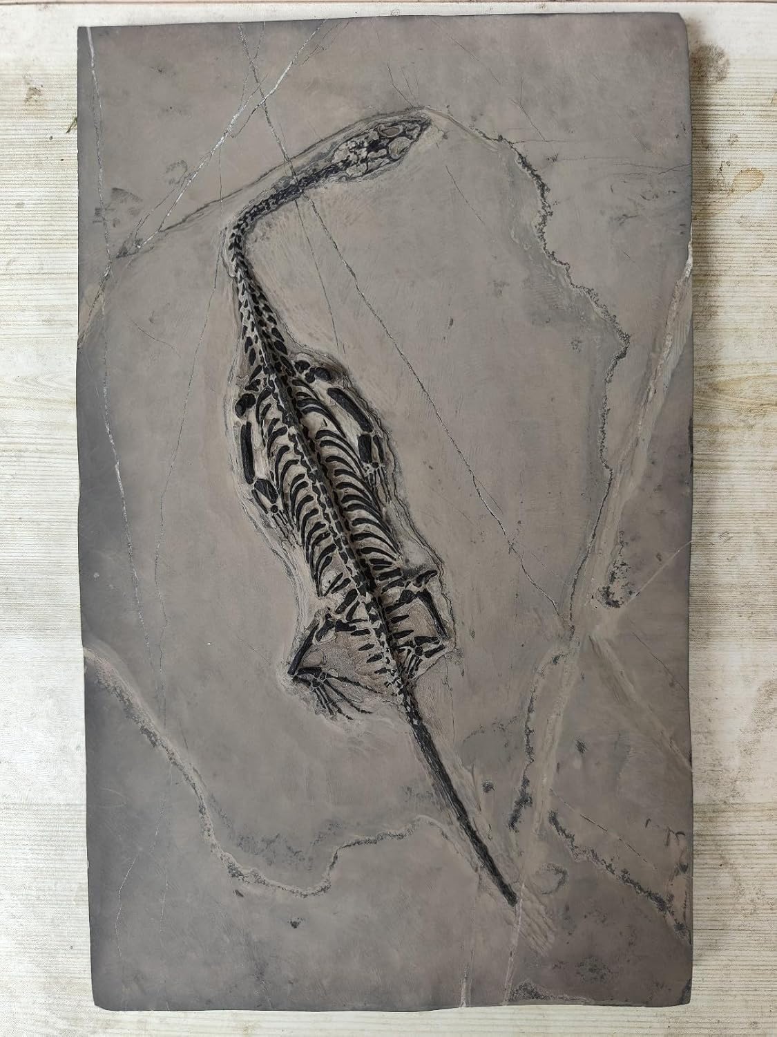 Keichousaurus Skeleton Fossil Triassic Reptile Dinosaur Bones China. 1337G