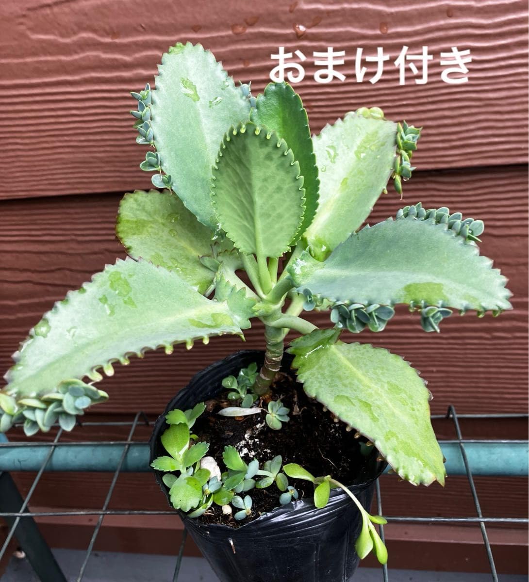 Amazon.co.jp: 子宝草 サマーリーフ 抜き苗 ＋おまけ 多肉植物