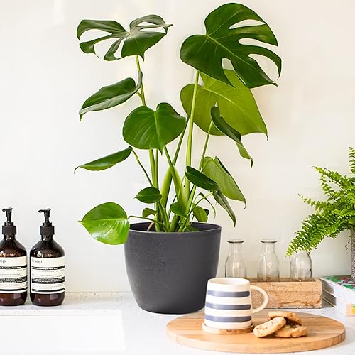 Miniatura 6 de T4U - Macetero de plástico con autorregado, macetero moderno y decorativo para todas las plantas de la casa, flores, hierbas, violetas, suculentas