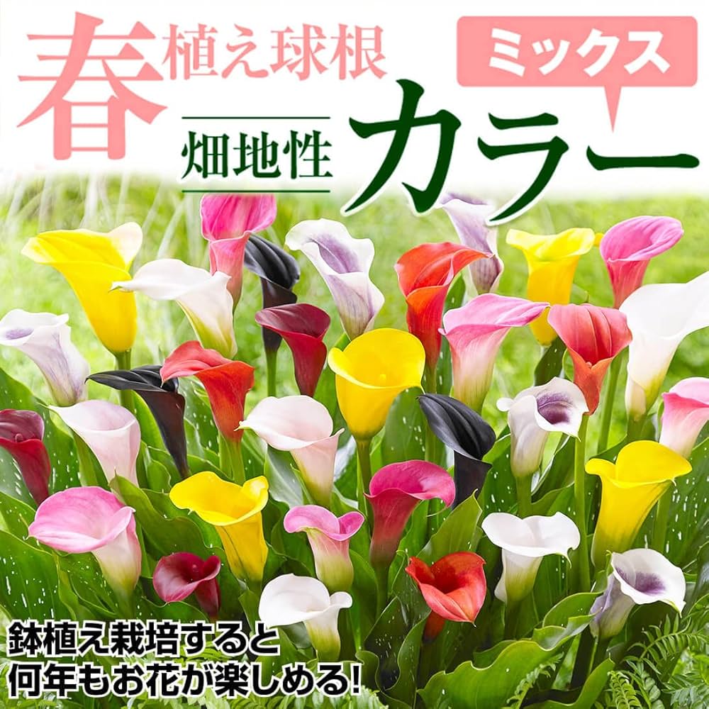 Color Encyclopedia of Cape Bulbs 球根 洋書 Color Encyclopedia of Cape Bulbs 球根 洋書
