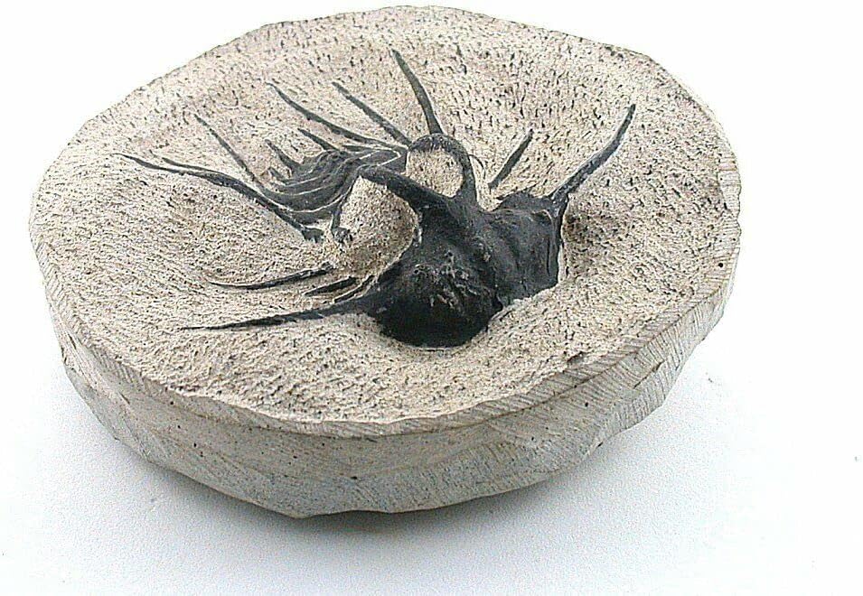 Reproduction Trilobite Fossil in Host Rock Morocco 1 Lb 1.6 Oz EBS8783