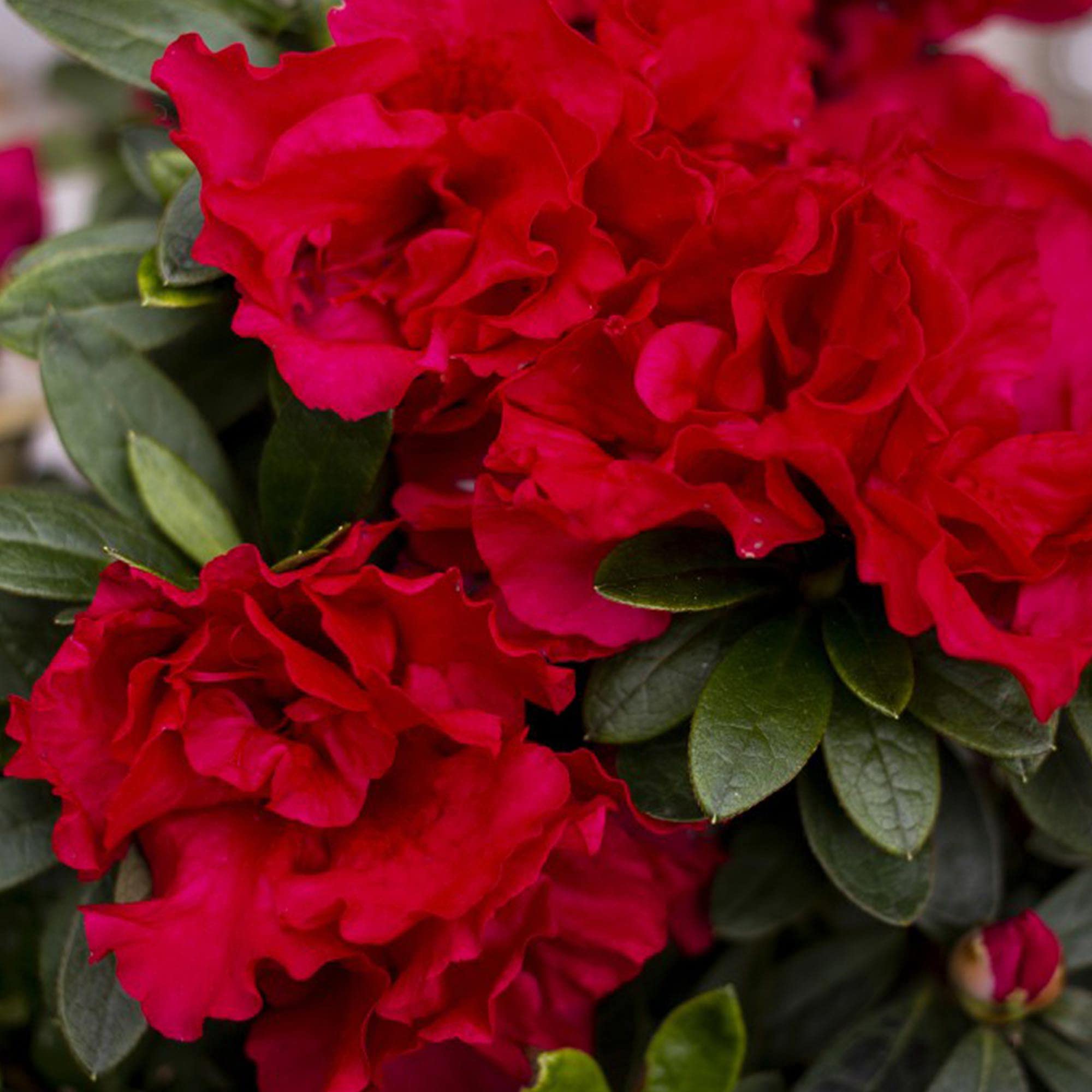 Rhododendron Azalea Encore® Autumn FIRE, Reblooming, Semi-Evergreen, Red Flowers, Low Maintenance, 1 x 3 Litre Potted Plant by Suttons