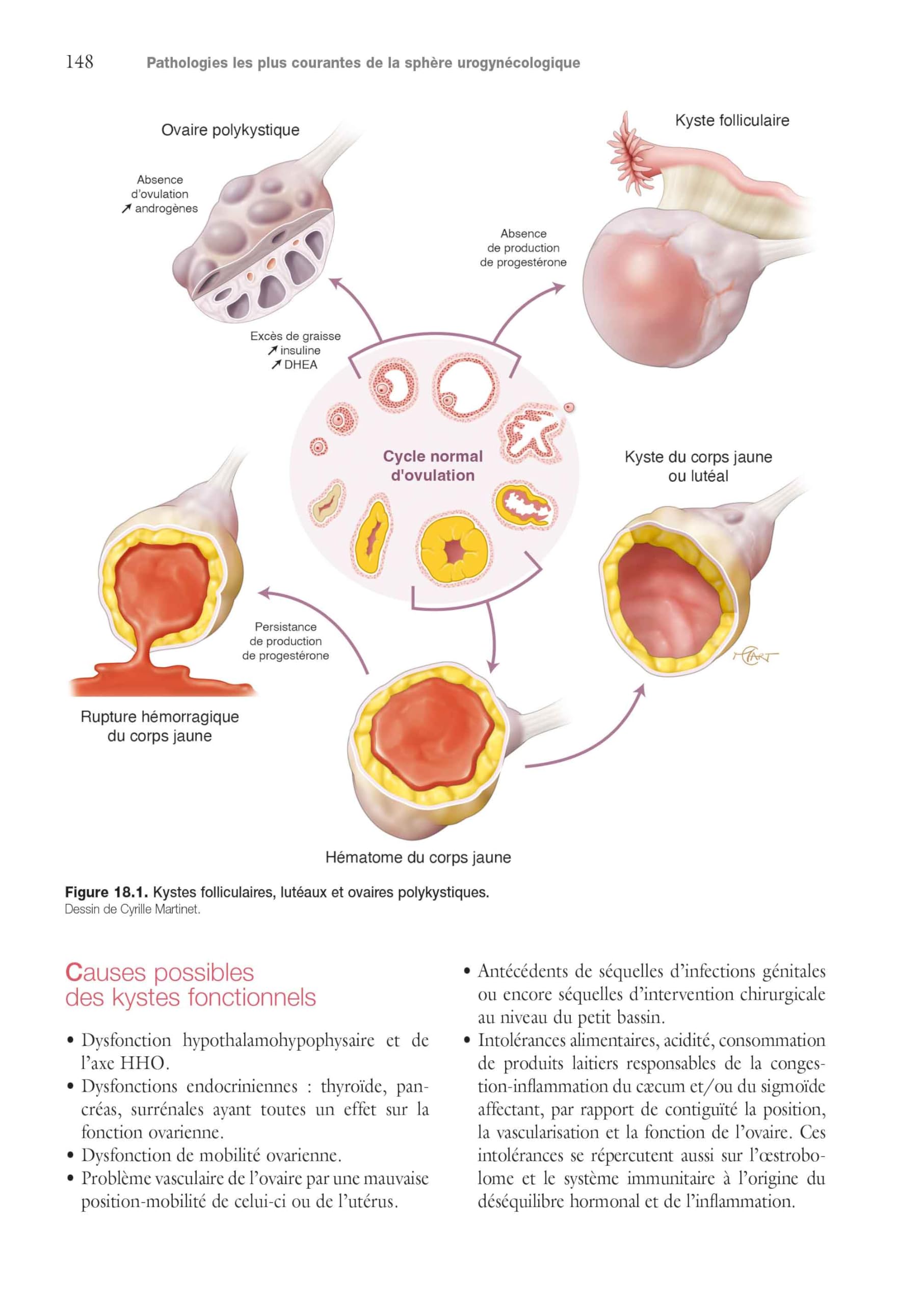 Cerveau pelvien - axe cerveau-intestin-pelvis: Approche ostéopathique intégrative des dysfonctions et pathologies urogynécologiques