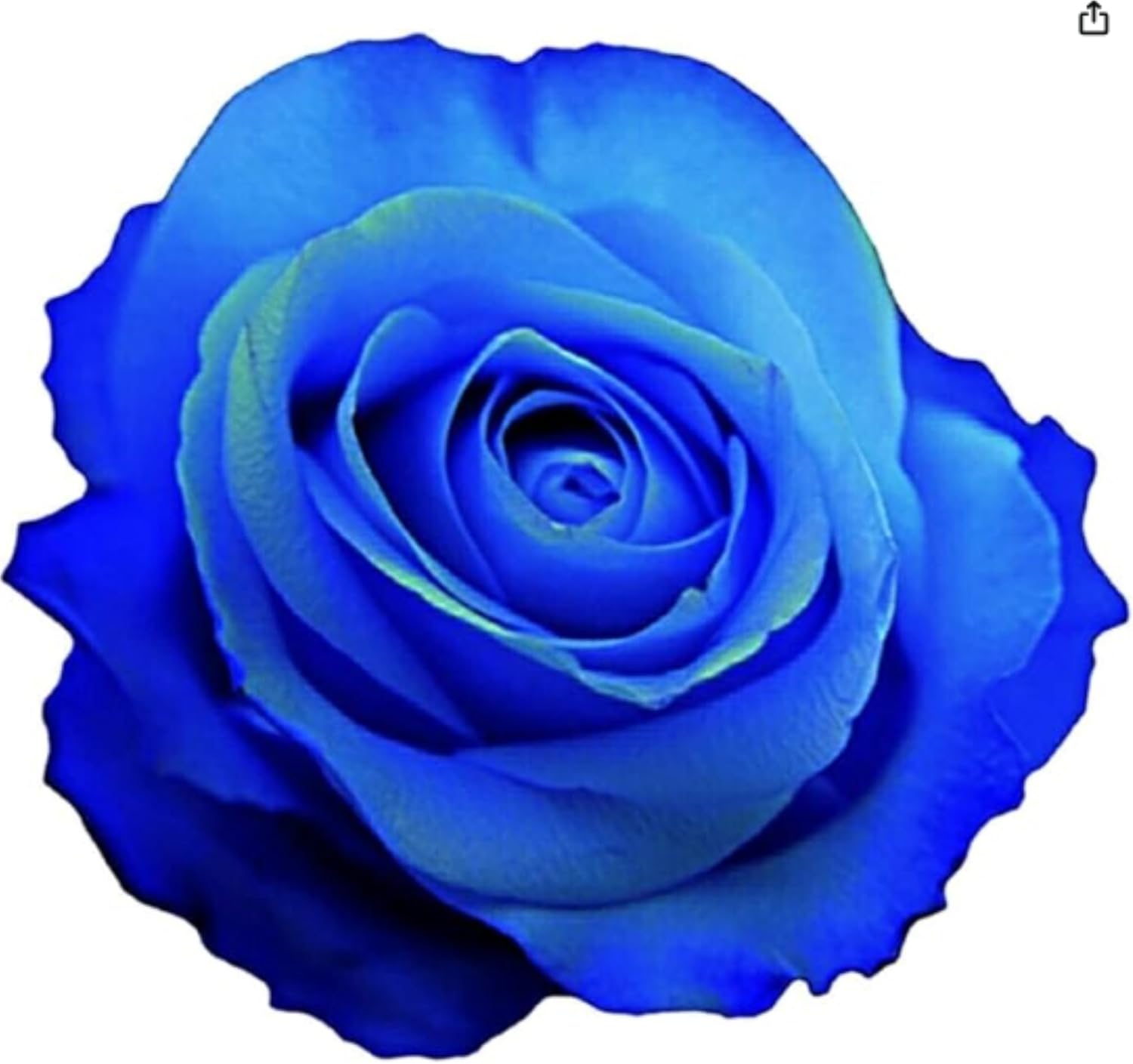 Farm Direct Fresh Blue Roses | 12 Blue Tinted Roses + Vase.