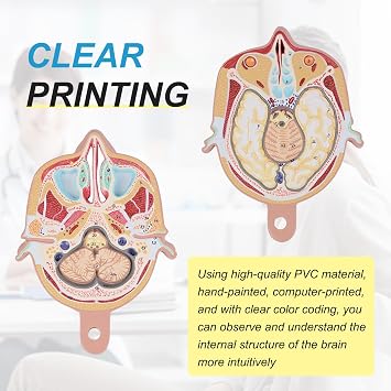 Human Brain Head Cross-Section Model, 12 Parts Human Brain Anatomy Medical Teaching Detachable Model Slice Horizontal with Clear Anatomy Mark for Medical Teaching and Training Classroom Learning