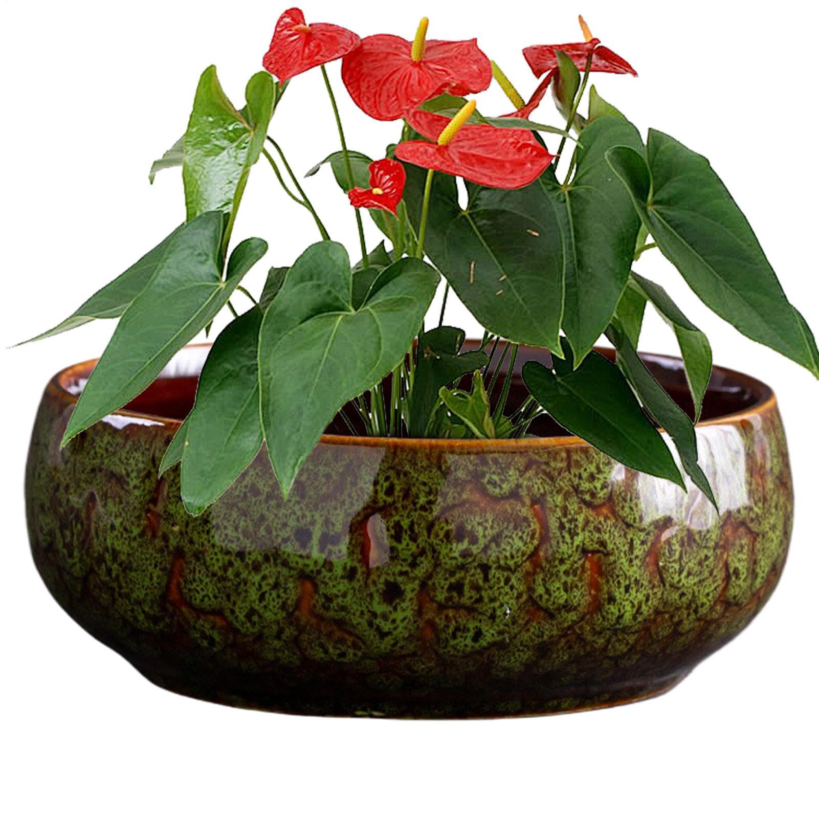 Pot de culture hydroponique en céramique avec jardinière pour plantes grasses
