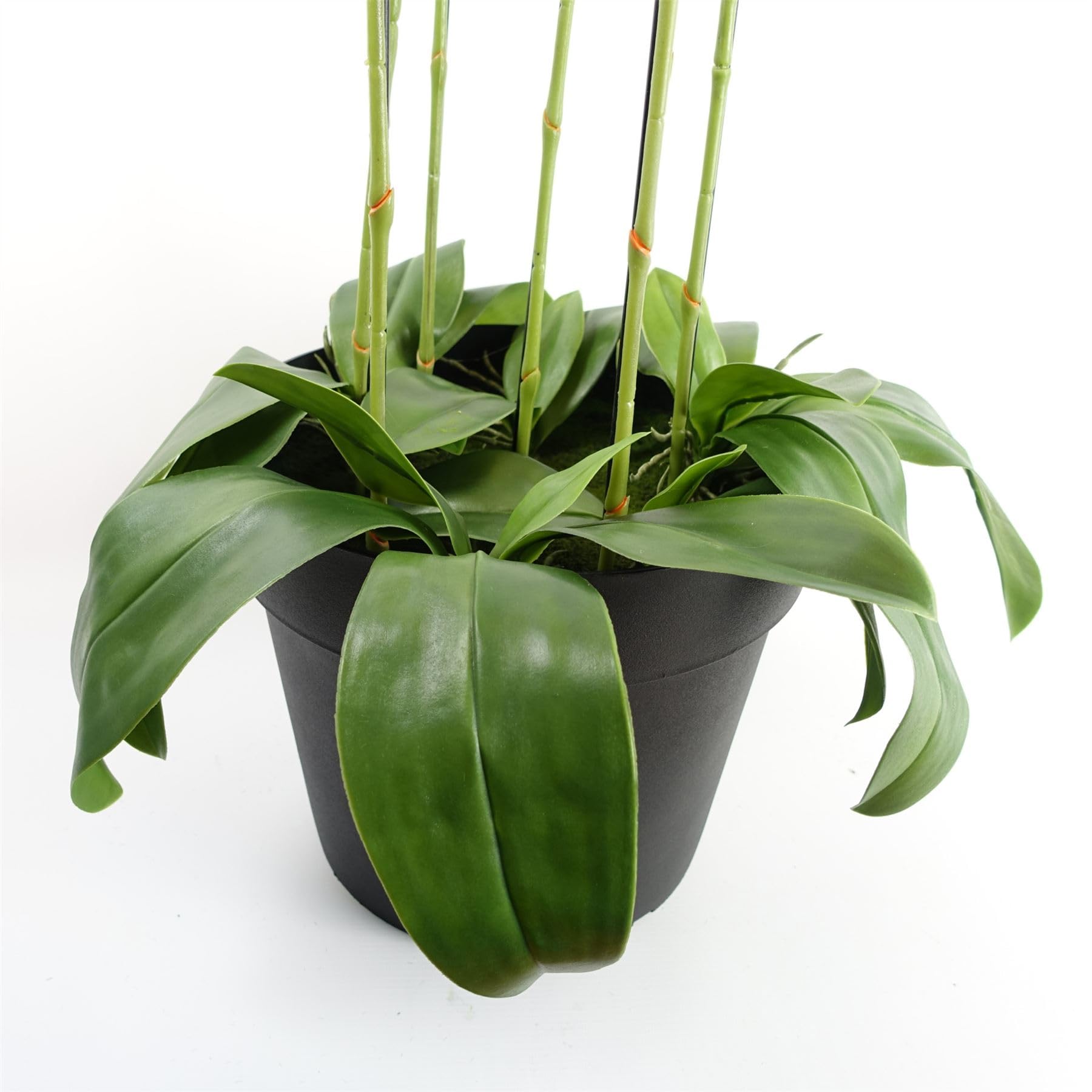 Leaf Design UK - Orquídea Artificial Realista en Maceta