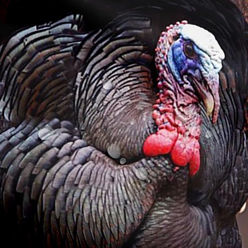 Miniatura 4 de Erosebridal Cortina de ducha de pavo de 72 pulgadas de ancho x 72 pulgadas de largo, diseño de faisán de pájaros, juego de cortina de ducha de tela