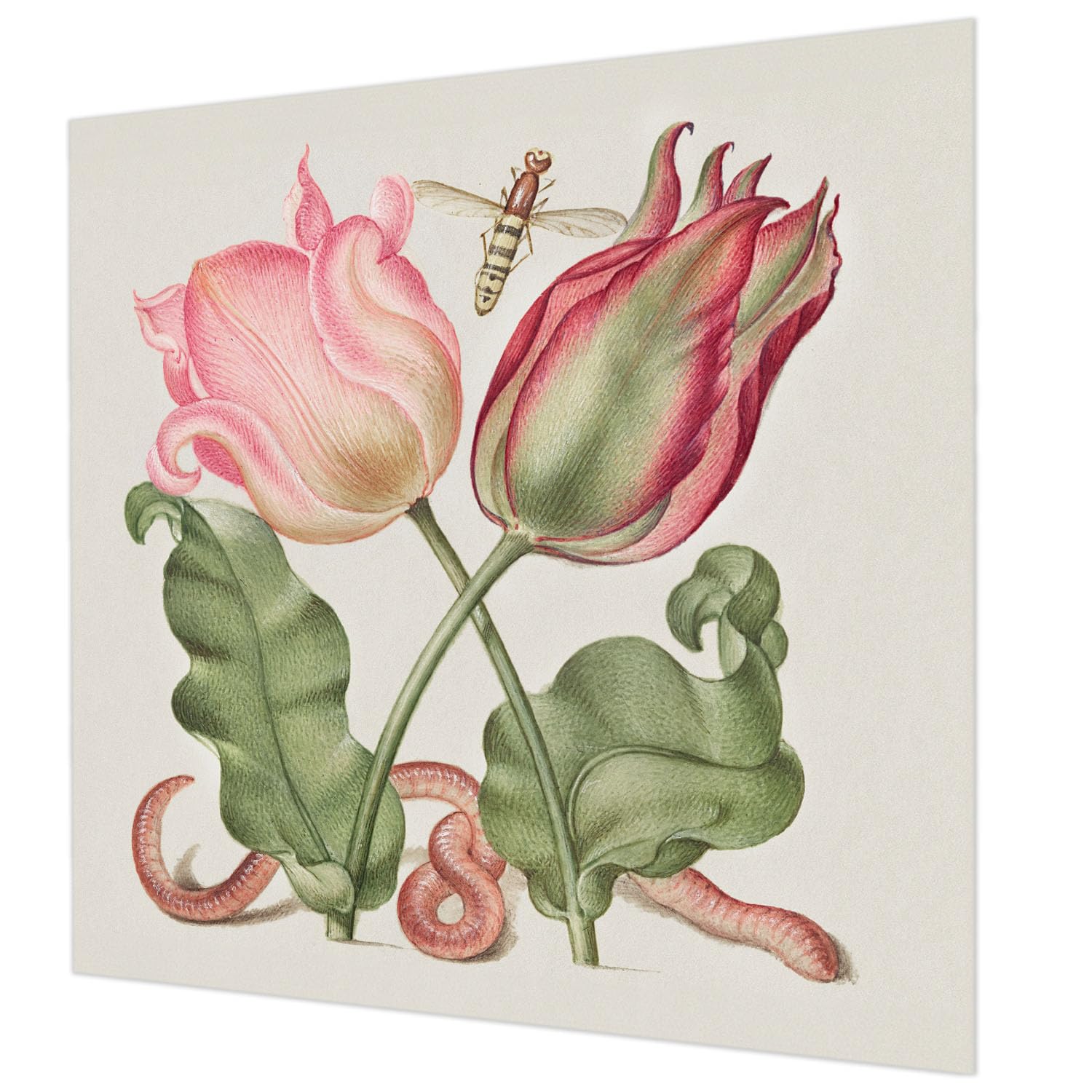 Papier Peint Intissé Pose Murale Facile Motif Tulipes 250x250cm