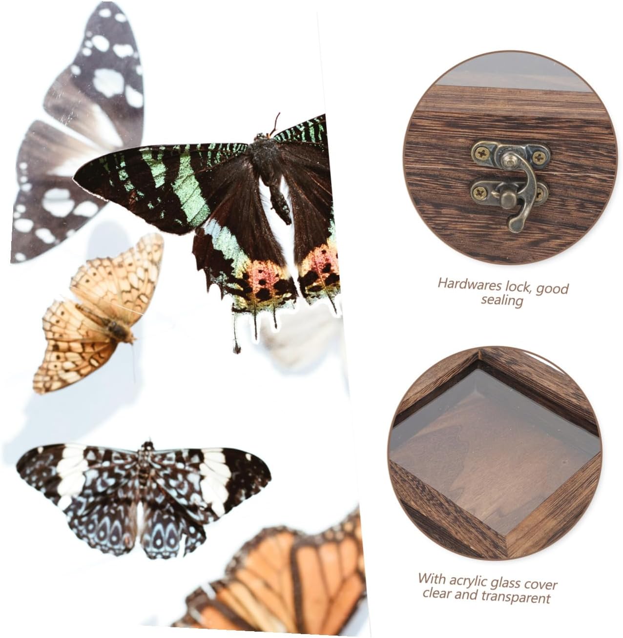 Wooden Butterfly Specimen Display Box Vintage Rectangular Dustproof Case for Insects for Collections and Home Decor
