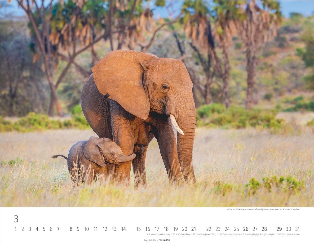 Elefantenbabys Kalender 2027: Tierisch-süße Dickhäuter im Jahres-Wandkalender 2027. Lustige Momentaufnahmen von niedlichen Jung-Elefanten. Ein Tierkinder-Fotokalender im Querformat 44 x 34 cm