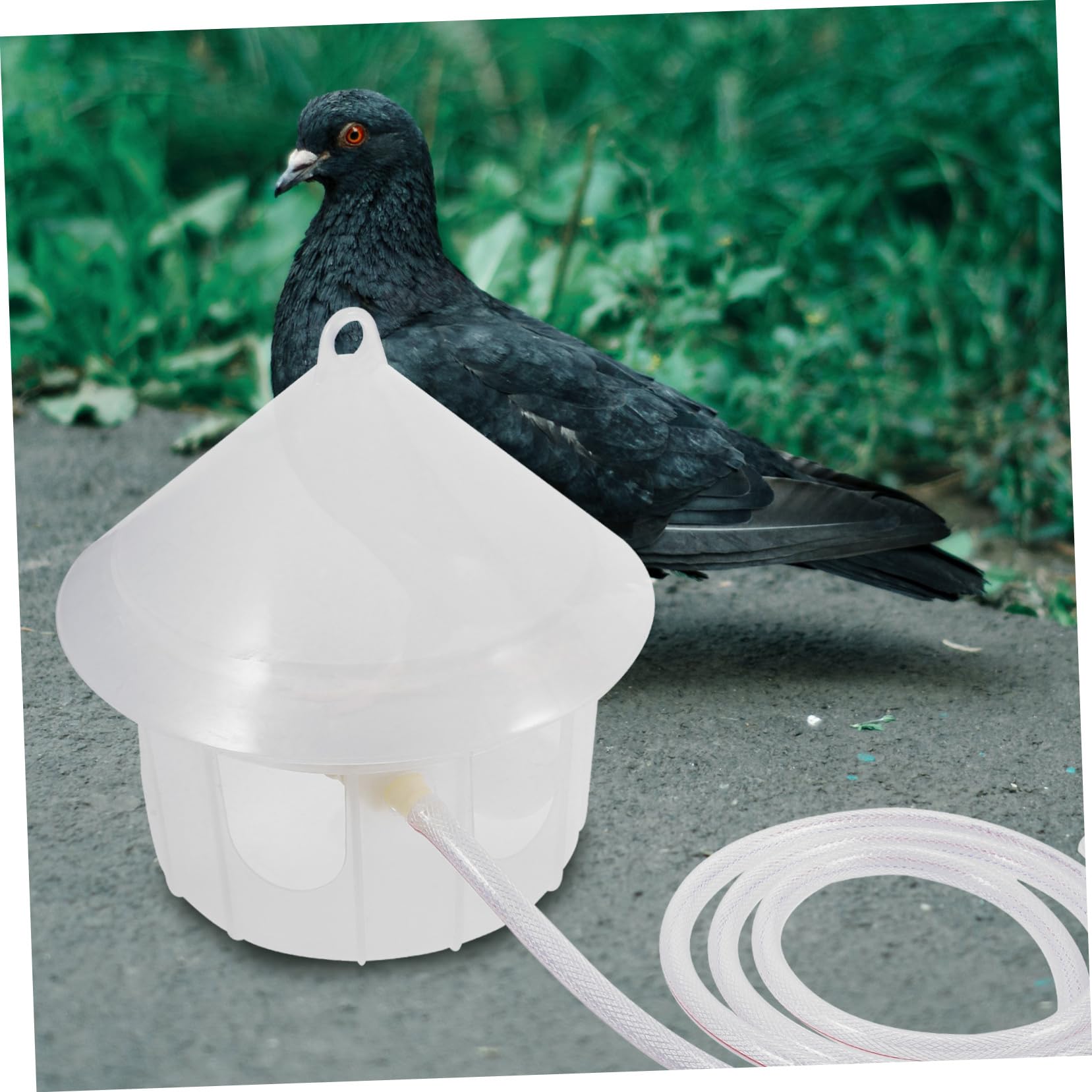 Mipcase Dispenser di Acqua Automatico per Piccioni e Pollame in Plastica, Facile da Pulire e Fissabile alle Gabbie, per Alimentare Uccelli, Quaglie e Altri Volatili