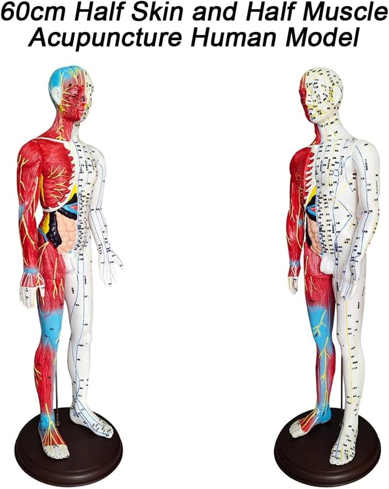 BuTkus Akupunktur- und Muskelanatomisches männliches Modell, 60 cm/23,6 Zoll – for Akupunkturisten und andere medizinische Fachkräfte, die Lehr- und Bildungsbedarf ausbilden
