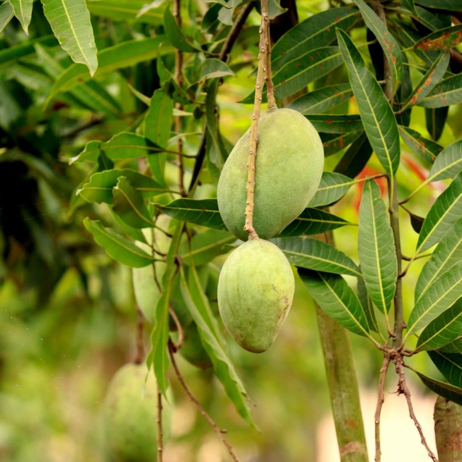 Hug A Plant | Himayat/Hamam/Imam Pasand Mango Plant (Mangifera Indica) Grafted Fruit Live Plant (Home & Garden) (B0CQCY8SPN) Amazon Price History, Amazon Price Tracker