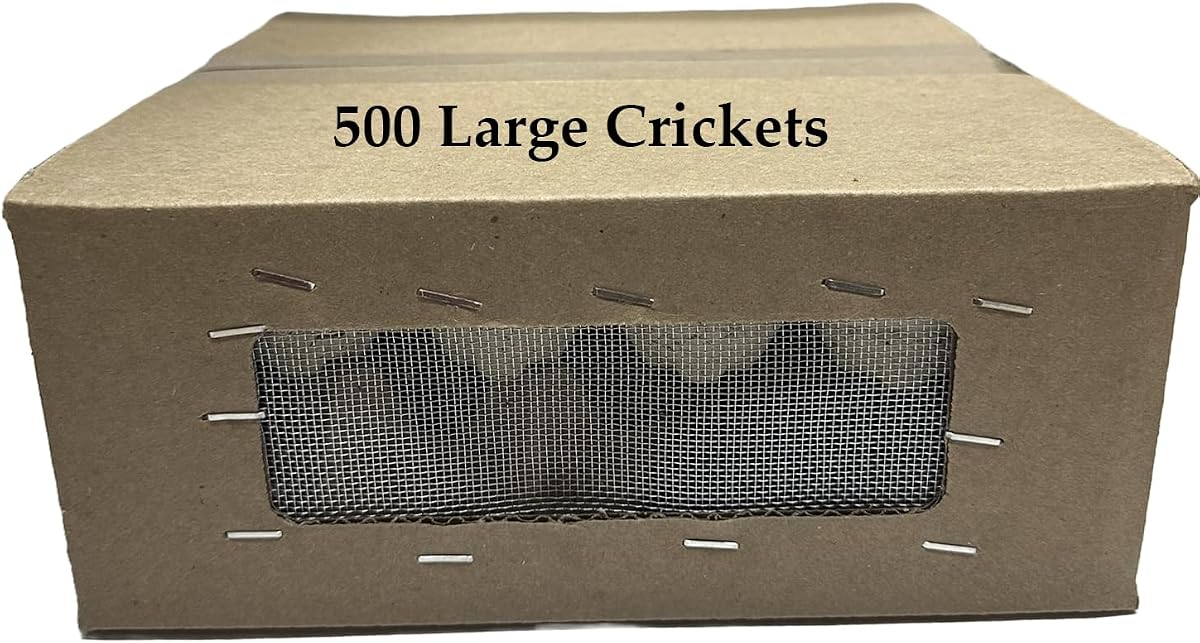 BASSETT'S CRICKET RANCH 500 Large (1") Banded Crickets
