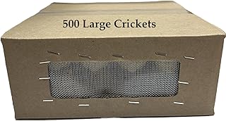 500 Large (1") Banded Crickets