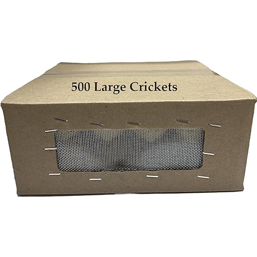 BASSETT'S CRICKET RANCH 500 Large (1") Banded Crickets